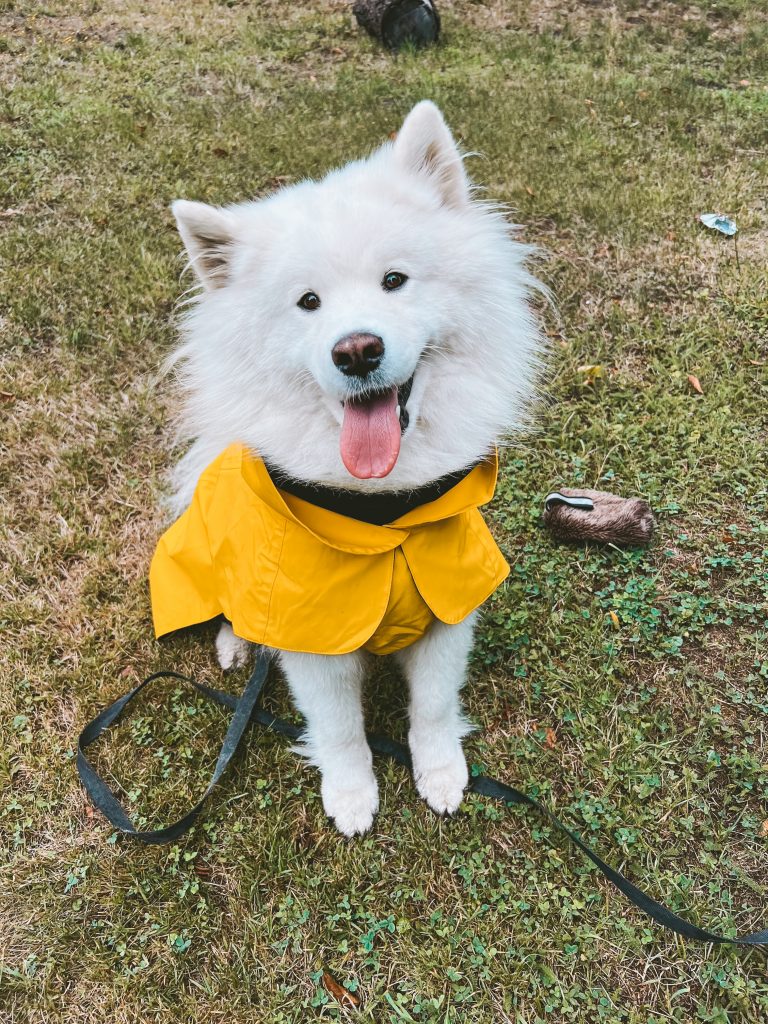 Samoyed wearing the yellow Paikka Visibility Raincoat