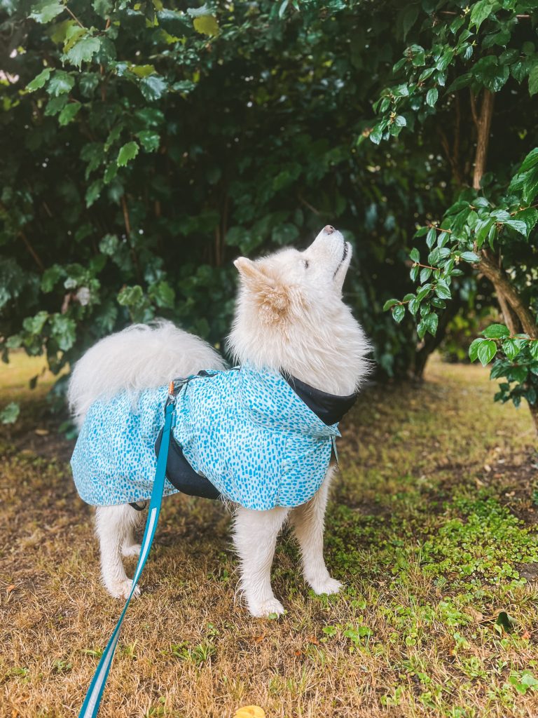 Samoyed wearing Paikka Visibility Raincoat 2.0
