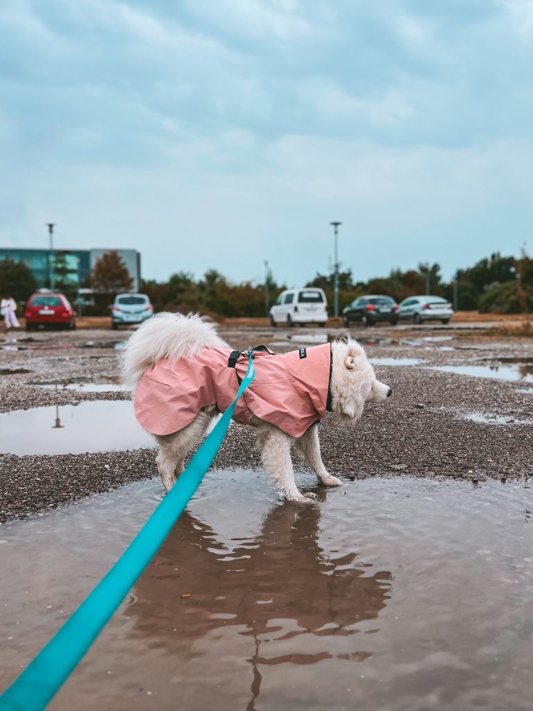 Samoyed wearing the Paikka Visibility Raincoat