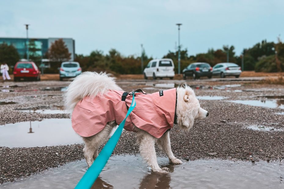 Samoyed wearing the Paikka Visibility Raincoat
